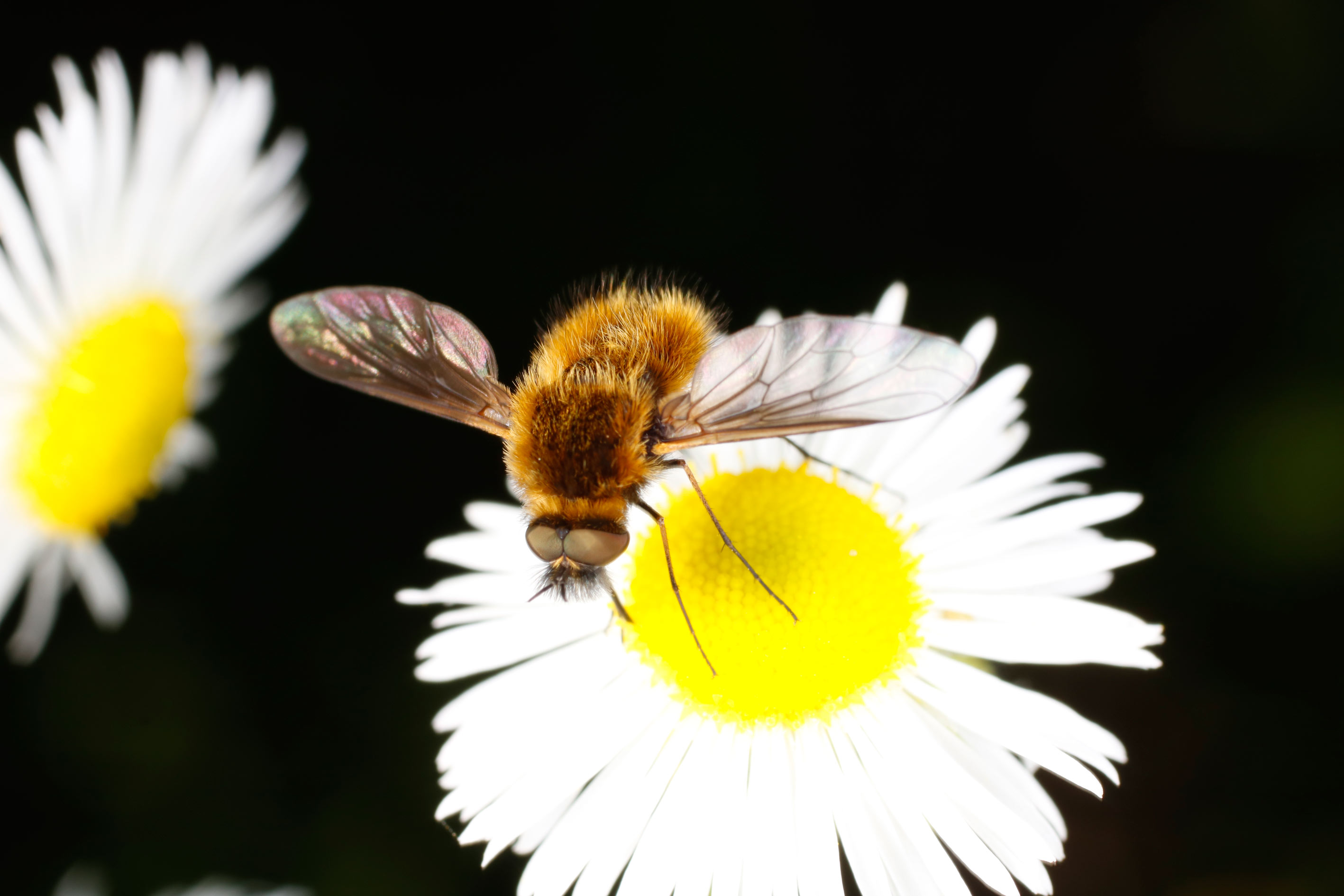 Bombyliidae: Bombylisoma sp.